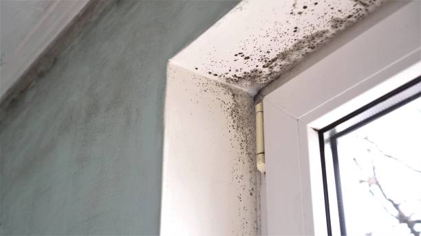 Best Mold Testing and Inspection Services in Summerset, SD
