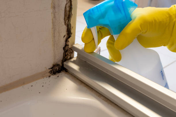 Best Commercial Mold Remediation in Summerset, SD