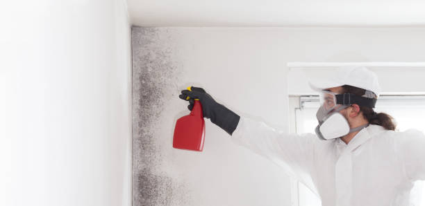 Best Residential Mold Remediation in Summerset, SD
