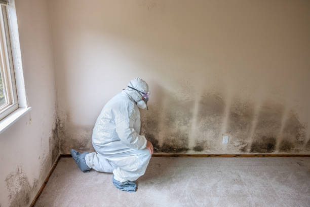 Best Insurance-Related Mold Remediation in Summerset, SD