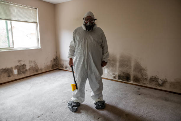 Best Attic Mold Remediation in Summerset, SD